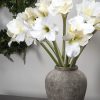Classic White Amaryllis Flower