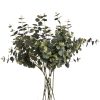 Eucalyptus Spray