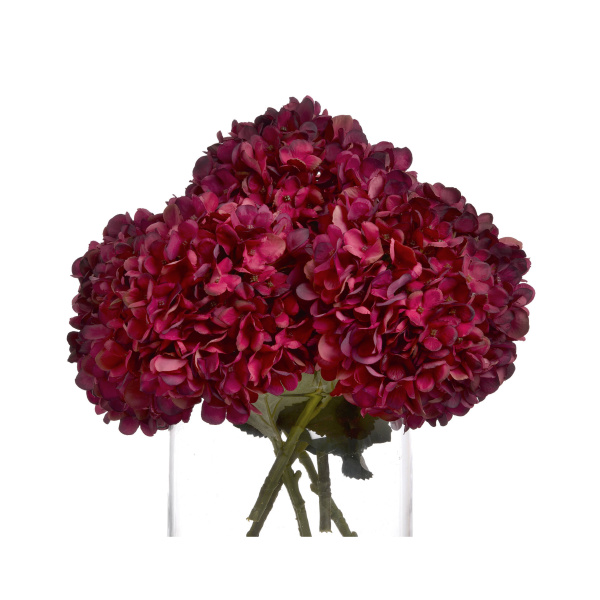 Autumn Ruby Hydrangea