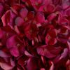 Autumn Ruby Hydrangea