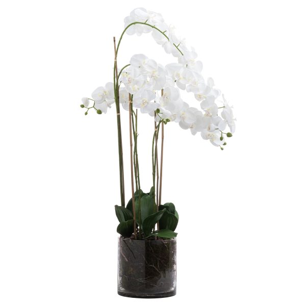 Large White Tall Orchid in Glass Pot (1.26m)