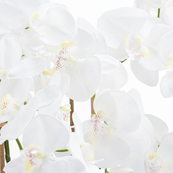 Large White Tall Orchid in Glass Pot (1.26m)