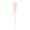 Mini White Pampas Grass Bunch of 15