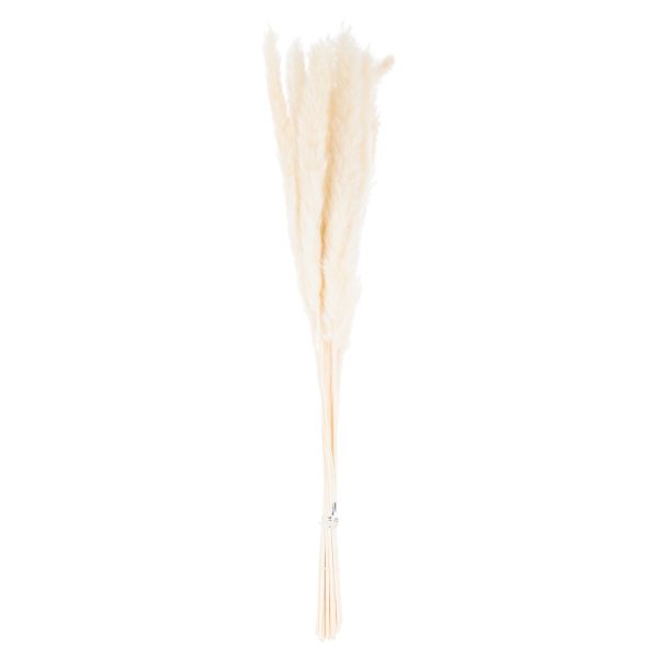 Mini White Pampas Grass Bunch of 15
