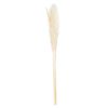 Cream Pampas Grass Stem