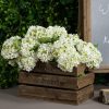 White Lace Cap Hydrangea