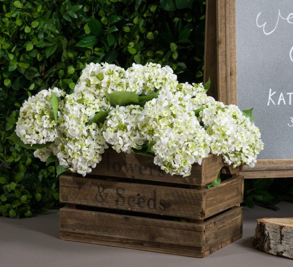 White Lace Cap Hydrangea