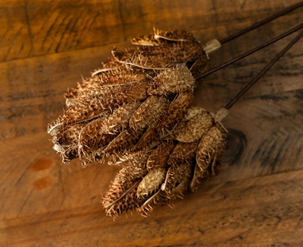 Bouquet of Dried Protea