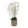 Large 5ft White Orchid in Antique Stone Pot
