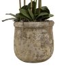Large 5ft White Orchid in Antique Stone Pot
