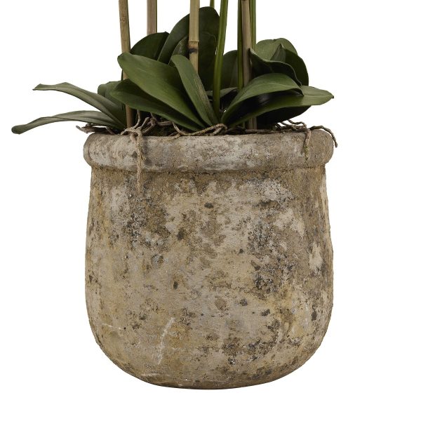 Large 5ft White Orchid in Antique Stone Pot