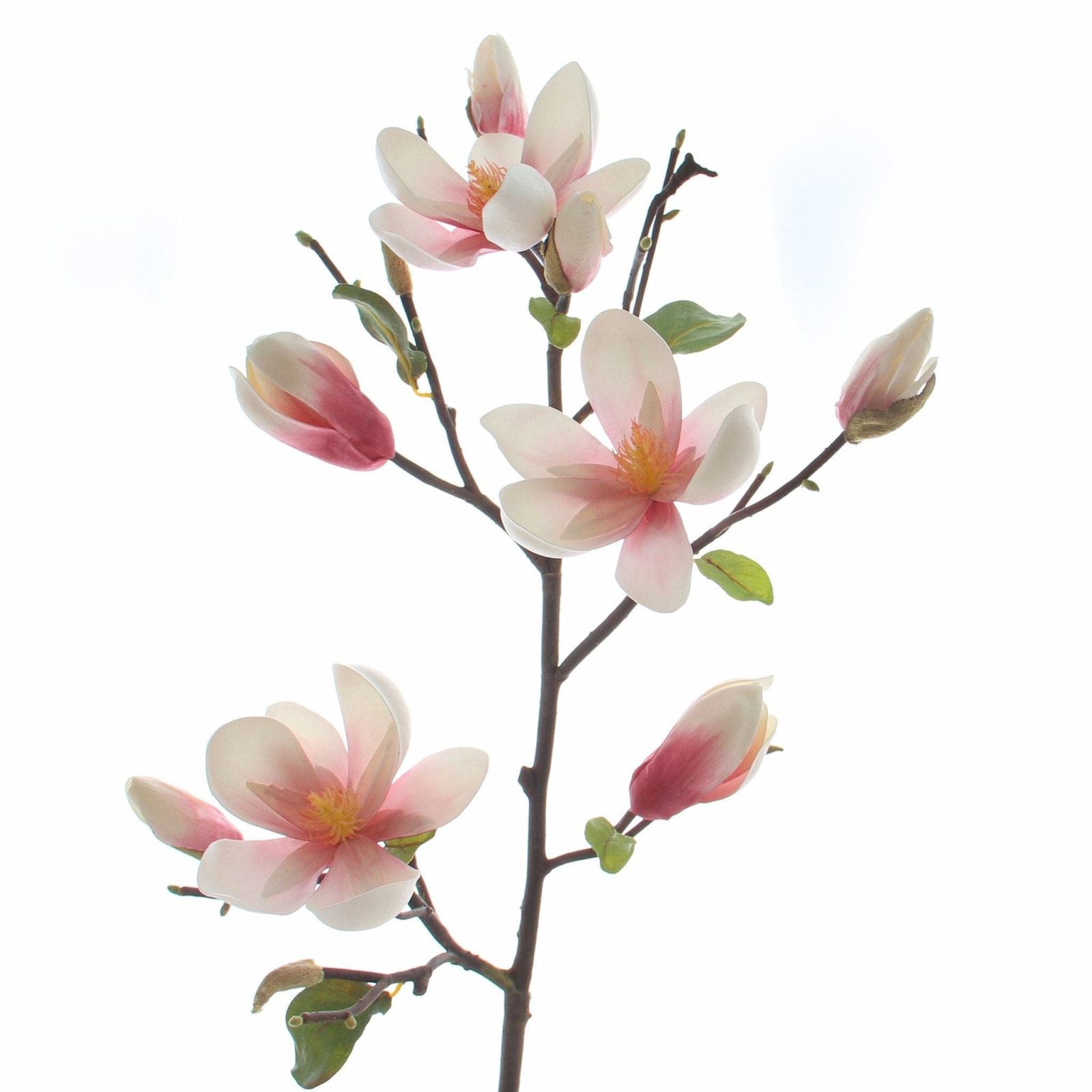 Tall Pink Magnolia Branch