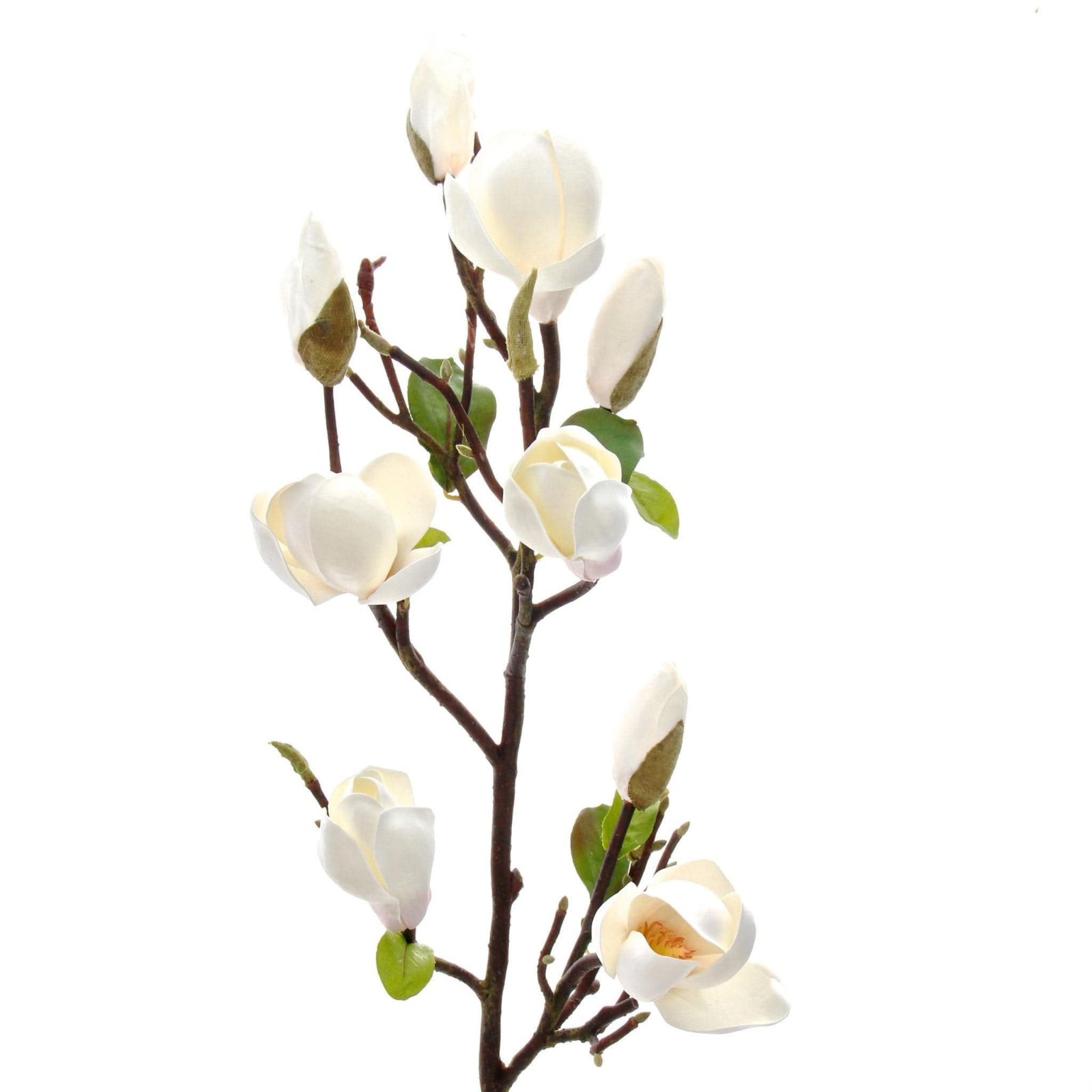 Tall White Magnolia Branch